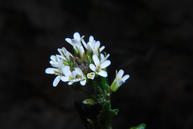 Sconosciuta - Arabis cfr.hirsuta